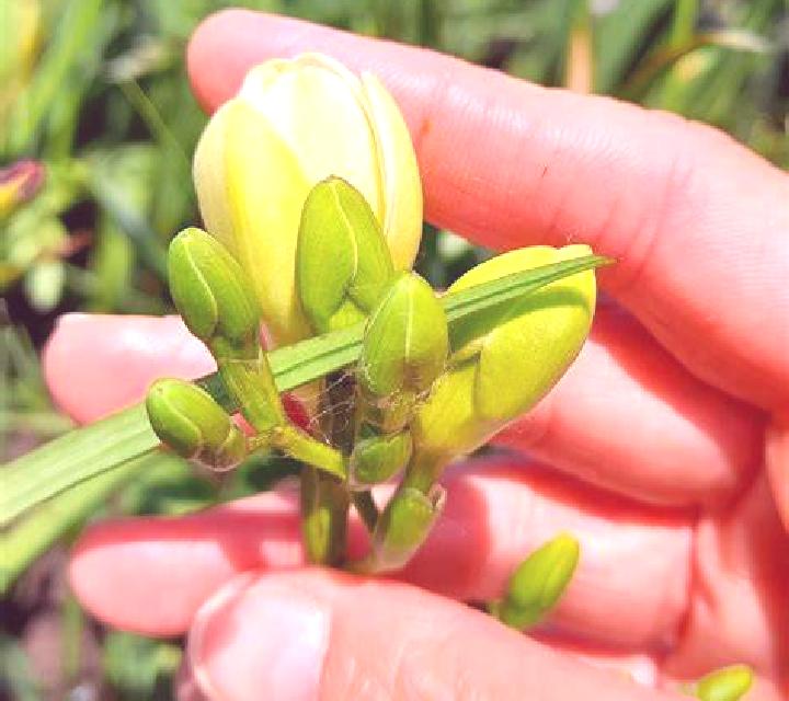Abril 3 Camas escort