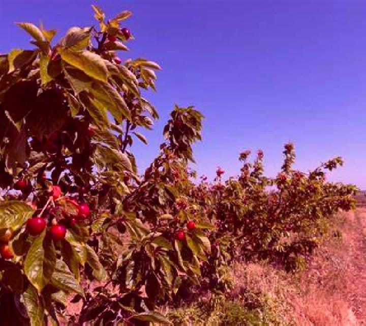 Cayetana Pleitas escort