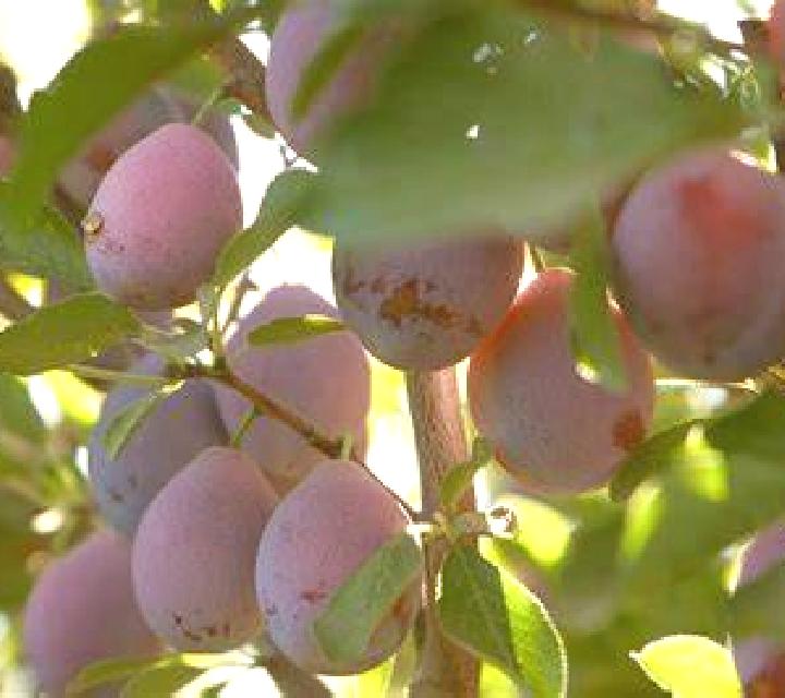 Rocío Ciruelos de Cervera escort