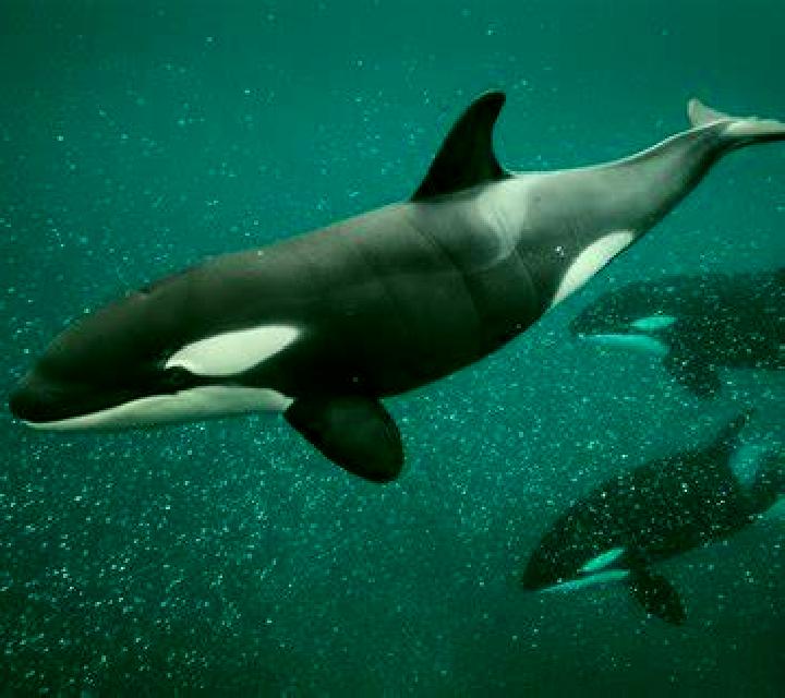 Salma Nivar escort