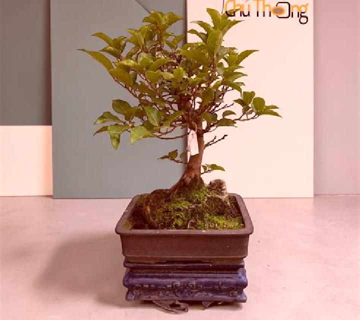 Vega 2 Meira escort