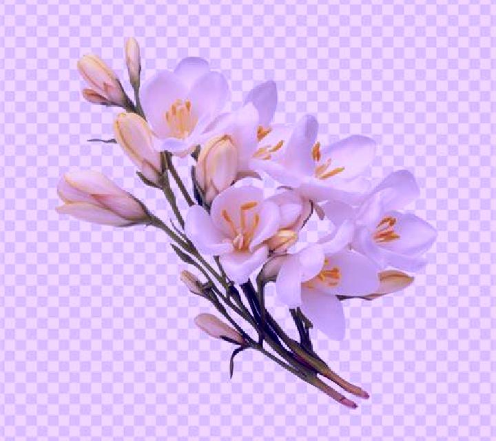 Vega Belascoain escort